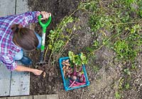 Woman harvesting Potato 'Pink Fir Apple' in an allotment patch, shot from above.