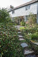 Skimmia and Daphne odora frame steps up to a whitewashed cottage. 