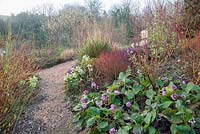 A bench surrounded by colourful cornus stems, flowering currant, hellebores and bergenias in a country garden planted for winter interest. 