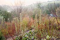 Coloured stemmed cornus, flowering currant Ribes praecox, bergenais and hellebores in a hillside winter garden. 