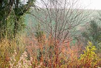 A colourful mix of deciduous dogwoods planted for winter interest. 