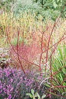 Red stems of cornus amongst heathers, hellebores and other cornus varieties in a winter garden.