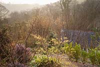 Coloured stemmed dogwoods, heathers, hellebores and daffodils mingle in a country garden planted for winter interest. 