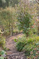 Steps lead up a steep bank past scented Daphne bholua 'Jacqueline Postil' in a country garden planted for winter interest.