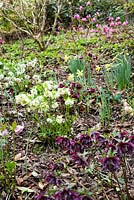 Double hellebores on a steep bank amongst daffodils in a winter garden.