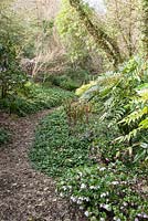 A soft path passes ground cover of dwarf comfrey, Symphytum grandiflorum, in a woodland garden planted with mahonias, hellebores and red stemmed cornus. 