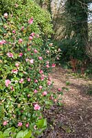 Camellia x williamsii 'St Ewe'. 