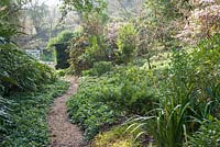 A soft path edged with dwarf comfrey - Symphytum grandiflorum, mahonia, cornus, skimmias and camellias in a country garden planted for winter interest.