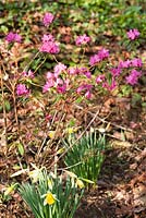 Rhododendron 'Ostara' with daffodils