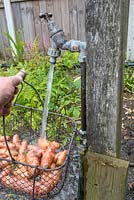 Late potatoes 'Pink Fir Apple' in wire trug being washed under garden standpipe.
