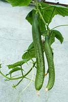 Greenhouse cucumber, 'Bella F1' fruit trained on wires in lean-to greenhouse, Norfolk, England, August