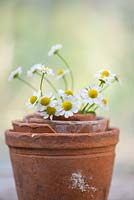Posy of Feverfew Flowers - Tanacetum parthenium,  in traditonal terracotta flower pots.