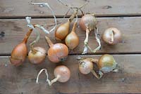 Garden onions, dried and ripened on the potting bench