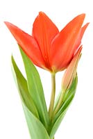 Tulipa praestans 'Van Tubergen's Variety'  Tulip, April