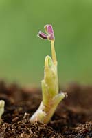 Oxalis tuberosa - Oca. New shoot and leaf emerging 