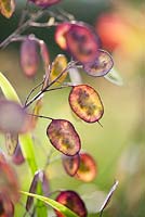 Lunaria annua seedpods in summer