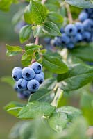 Vaccinium corymbosum 'Bluecrop' - Blueberry 