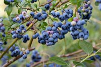 Vaccinium corymbosum 'Bluecrop' - Blueberry