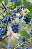 Vaccinium corymbosum 'Bluecrop' - Blueberry