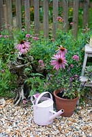 Pink and purple flowering plants including Echinacea purpurea in pots on patio
