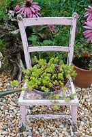 Painted pink chair with Sedum 'Angelina'