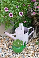 Silene acaulis 'Mount Snowdon' in enamel teapot with pink watering can