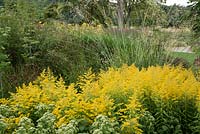 Solidago 'Goldenmosa' at Trentham Gardens, NGS, Staffordshire