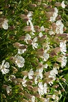 Silene uniflora Alba - White Campion