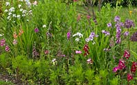 Mixed bedding of perennials and biennials Antirrhinum, Hesperis Matronalis, Cosmos and Digitalis at Cae Newydd garden on the Isle of Anglesey, North Wales 