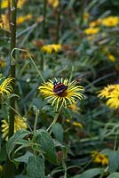 Inula oculus-christi and Red Admiral Butterfly