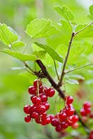Ribes rubrum - Redcurrant