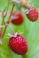 Fragaria vesca - wild or alpine strawberry
