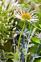 Echinacea purpurea 'White Spider', Agapanthus 'White Heaven'. Space to Connect and Grow  
