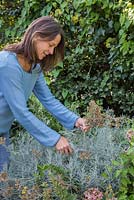 Woman pruning Helichrysum italicum