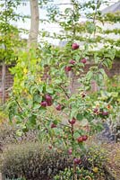 Malus 'Spartan' with ripening apples.