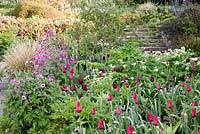 Spring bed of Tulipa 'Red Shine' and Tulipa 'Ille d'France' with  Honesty and Myosotis 