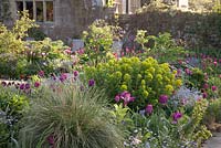 Euphorbia grasses and mixed Tulipa in spring bed