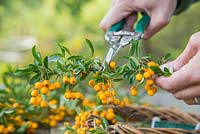 Removing needle spines from Pyracantha to prevent self harm.