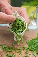 Placing Mentha spicata 'Tashkent' leaf strips into sachet to make tea