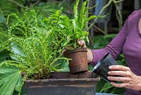 Removing Asplenium scolopendrium 'Angustifolia' from pot to plant in hopper