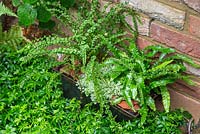 Hopper used as a pot and planted with Soleirolia soleirolii, Asplenium scolopendrium 'Angustifolia' and Tatting Fern.
