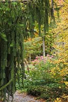 Picea abies 'Virgata' - Norway Spruce tree, pink Anemone tomentosa and Hydrangea paniculata 'Ruby' 