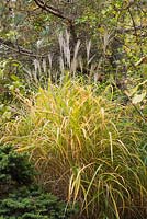 Miscanthus sinensis 'Berlin' - Ornamental grass in autumn