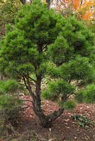 Pinus sylvestris 'Hindupan' - Scots Pine tree 