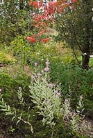 Physostegia virginiana 'Variegata' - Obedient plant with pink flowers and a Rhus typhina 'Laciniata' - Sumac tree with red leaves