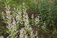 Physostegia virginiana 'Variegata' - Obedient plant 
