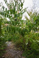 Magnolia acuminata - Cucumber tree 