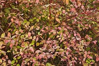 Cornus racemosa - Gray Dogwood shrub 