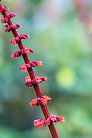 Salvia confertiflora 