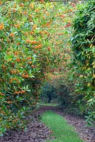 Ilex aquifolium 'Amber' - Tunnel of orange berried holly